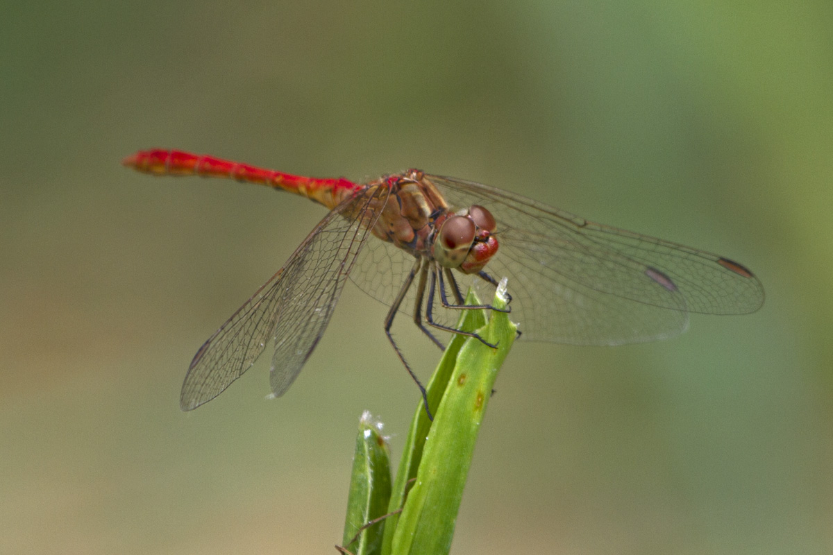 Sympetrum vulgatum !!!